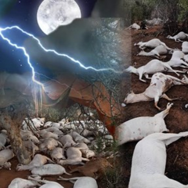 Deadly lightning kills 300 goats in Somalia - Vimarsana News